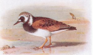 Turnstone, Frederick Warne & Co Ltd, 1958 tarafından yayınlanan Britanya Adaları Kuşları ve Yumurtalarından