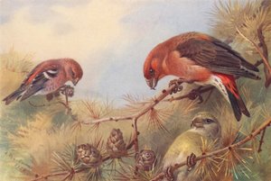 İki Çubuklu Çaprazgaga, Çaprazgaga (erkek ve dişi) (renkli lito) by Archibald Thorburn