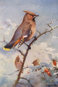 Balmumu kanadı (renkli lito) by Archibald Thorburn