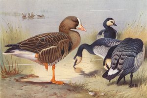 Beyaz Önlü Kaz, Bernacle Kazı (renkli lito) by Archibald Thorburn