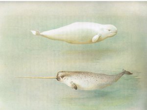 White Whale ve Narwhal, Longmans and Co, c tarafından yayınlanan Thorburns Mammals
