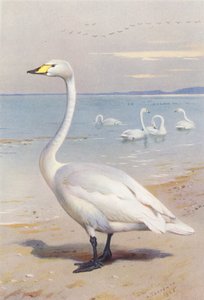 Whooper Swan (renkli lito) by Archibald Thorburn