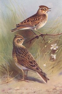 Wood-Lark, Sky-Lark (renkli taş baskı) by Archibald Thorburn