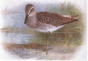 Frederick Warne & Co Ltd, 1958 tarafından yayınlanan Britanya Adaları Kuşları ve Yumurtalarından Wood Sandpiper