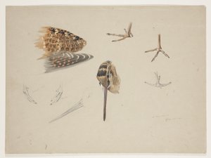 Çulluk gagası, ayakları ve kanadı, c.1915 (kağıt üzerine kurşun kalem üzerine suluboya ve gövde rengi) by Archibald Thorburn