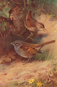 Wren, Hedge-Sparrow (renkli taş baskı) by Archibald Thorburn