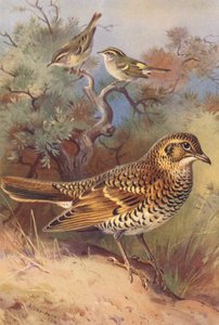 Sarı Kaşlı Ötleğen, Pallas Söğütbülbülü, Ak Ardıçkuşu (renkli lito) by Archibald Thorburn