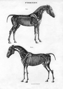 Bir atın anatomisi, 19. yüzyıl.