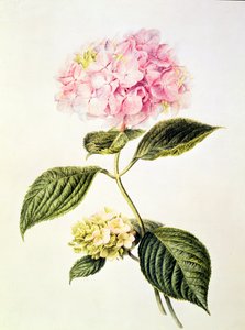 PD.64-1975 Ortanca hortensia