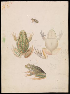 Büyüyen Çim Kurbağası, Litoria raniformis