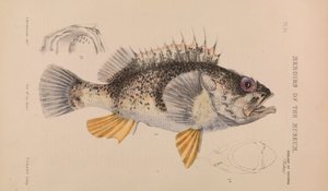 Okyanus Levrek, Helicolenus percoides
