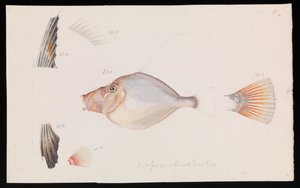 Gümüş Dory, Cyttus australis by Arthur Bartholomew