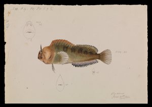 Tazmanya Blenny, Parablennius tasmanianus by Arthur Bartholomew