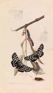 Asma güvesi, Comokrus behri