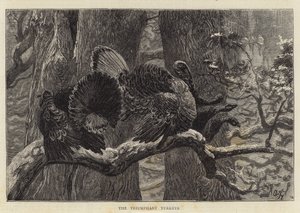 Muzaffer Türkiyeler by Arthur Boyd Houghton