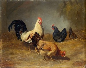 Kümes Hayvanları Besleme