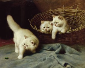 Böceği Olan Beyaz Angora Kedileri, 1929