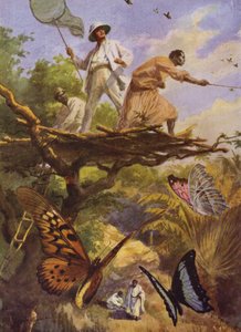 Güzel Kelebekler: Madagaskar