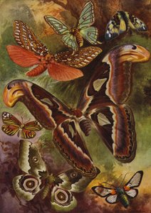 Güzel Kelebekler: Büyük Atlas ve çeşitli güveler (renkli taş) by Arthur Twidle