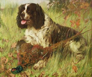 Sülünlü Springer Spaniel by Arthur Wardle
