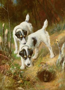 Teriyer tavşanı by Arthur Wardle