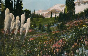 Rainier Dağı Milli Parkı
