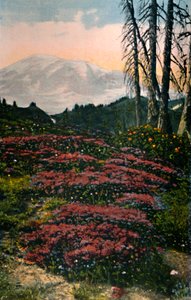 Mor Heather, Rainier Dağı Milli Parkı