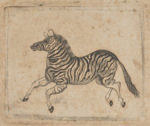 Bir zebrayı gösteren banknot skeç, yaklaşık. 1824-37.