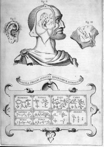 İnsan işitme ve diğer hayvan türleri - Athanasius Kircher