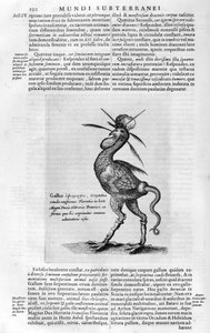 Efsanevi yaratıklar, 1678. by Athanasius Kircher