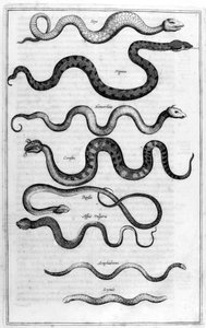 Yılanlar, 1675. by Athanasius Kircher