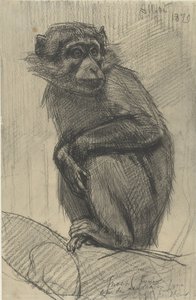 Daldaki Maymun
