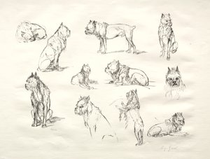 Köpeklerin Çalışması