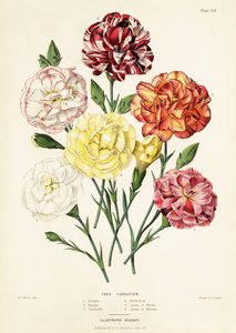 Ağaç karanfil çeşitleri, Dianthus caryophyllus: Ariadne 1, Beauty 2, Garibaldi 3, Perfection 4, Queen of Whites 5, Queen of Yellows 6 by Augusta Innes (after) Withers
