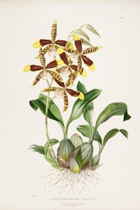 büyük Rossioglossum