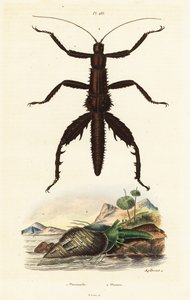 Dikenli şeytan baston ve Avustralya sülün kabuğu. by Auguste Dumenil