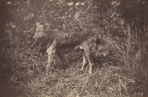 Bir Köpek Çalışması, 1870