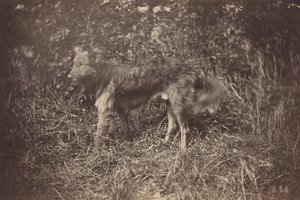 Bir Köpek Çalışması, 1870