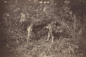 Köpek Çalışması