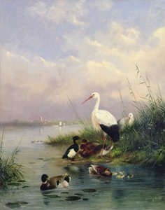 Bir Yeşilbaş ailesi, iki Leylek ve bir Tufted Ördek ailesi (77886) by Augustus Knip