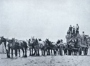 Yün taşıma ekibi, Batı Avustralya, c.1900, 