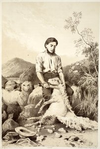 Koyun kırpma, David Blair, McGrady, Thomson ve Niven, 1879 tarafından yazılan Avustralasya Tarihinden