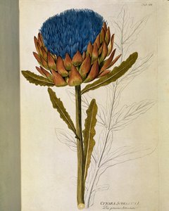 Botanik: “” Enginar”” (Cynara scolymus) Joseph Jacobi Plenck (1735-1807) 1788-1803 Özel koleksiyon by Austrian School