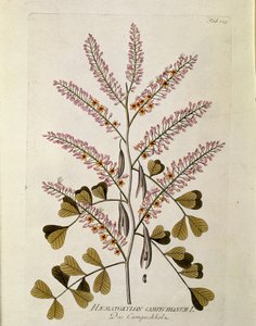 Botanik: “” Campeche”” (Haematoxylon campechianum) Joseph Jacobi Plenck (1735-1807) 1788-1803 Özel koleksiyon by Austrian School