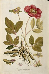 Botanik: “” Şakayık officinale”” (Poeonia officinalis) Joseph Jacobi Plenck (1735-1807) tarafından “Medicinalium secundum Linnaei digestarum”dan çizilmiş kalas 1788-1803 Özel koleksiyon by Austrian School