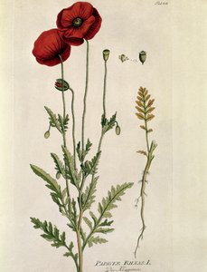 Botanik: Joseph Jacobi Plenck (1735-1807) 1788-1803 Özel koleksiyon tarafından "" Medicinalium secundum Linnaei Digestarumó'dan alınan ""Kırmızı Gelincik"" (Papaver rhaeas) Plaka by Austrian School