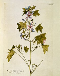 Botanik: “büyük mor”” (Malva sylvestris) Joseph Jacobi Plenck (1735-1807) 1788-1803 Özel koleksiyon by Austrian School