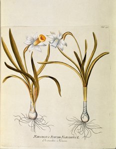 Botanik: ""sarı nergis veya trompet"" (Narcissus pseudonarcissus) Joseph Jacobi Plenck (1735-1807) 1788-1803 ""Medicinalium secundum Linnaei digestarum""dan alınan levha Özel koleksiyon by Austrian School