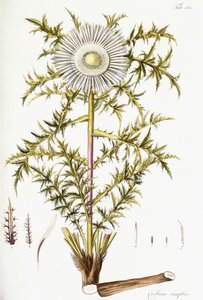 Carlina Simpleks by Austrian School