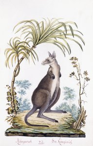 Kanguru, 1794 by Austrian School